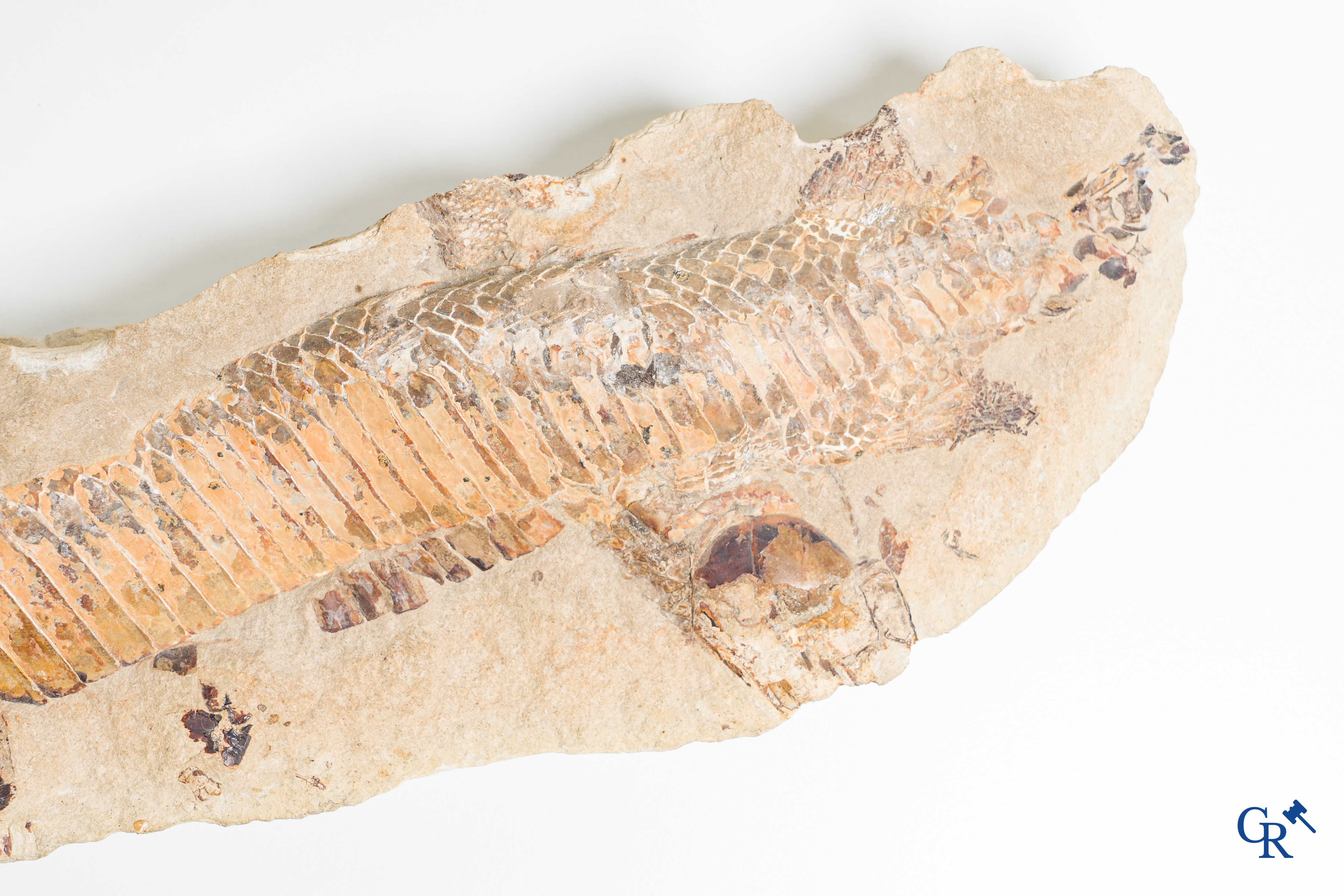 Two-part prehistoric fossil of a fish on a metal holder.