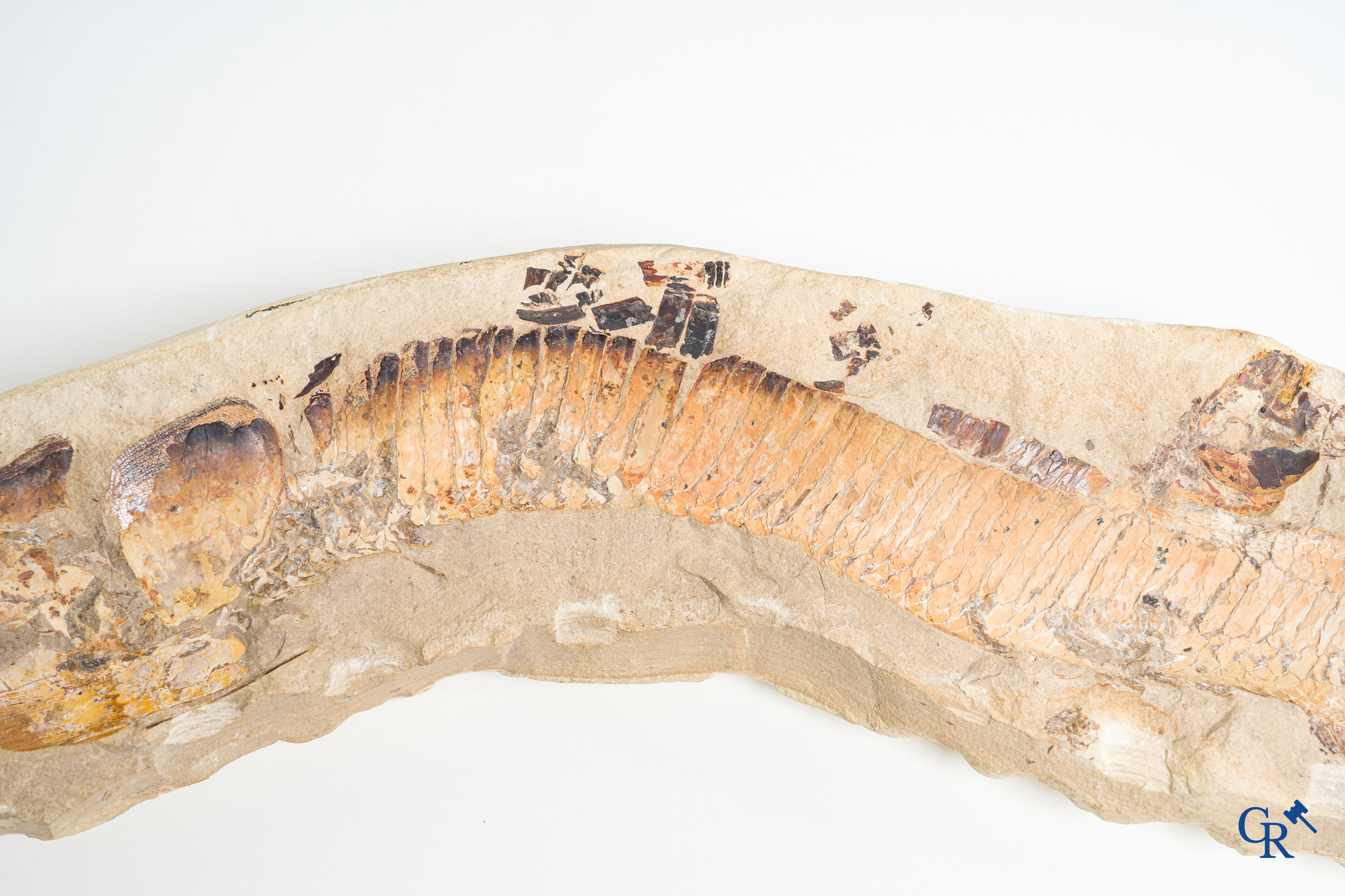 Two-part prehistoric fossil of a fish on a metal holder.