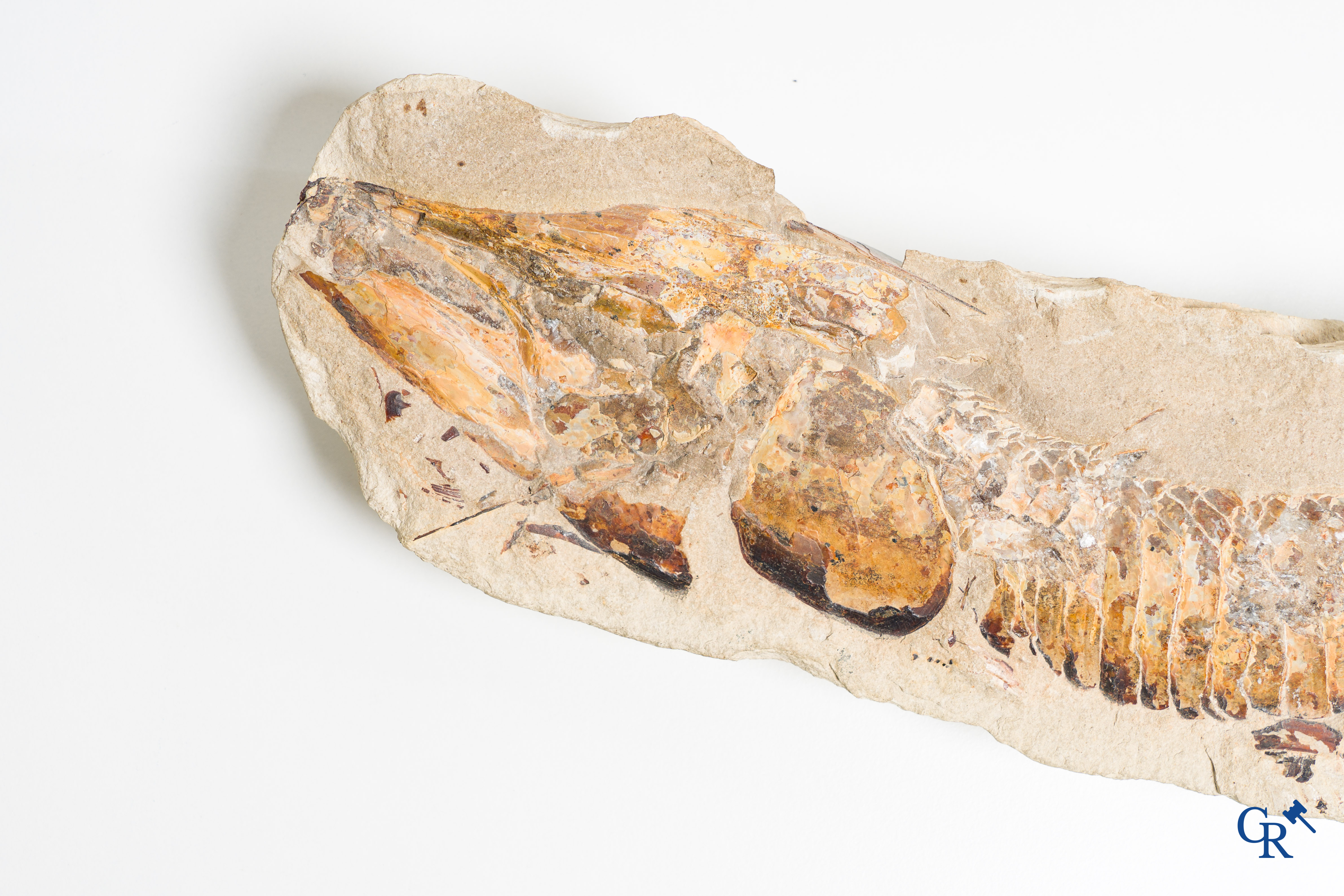 Two-part prehistoric fossil of a fish on a metal holder.